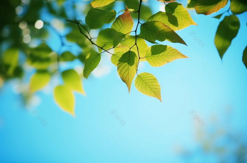 光线植物树叶摄影广告背景,高清,摄影图,摄影图片,图片大全,摄影图免费下载